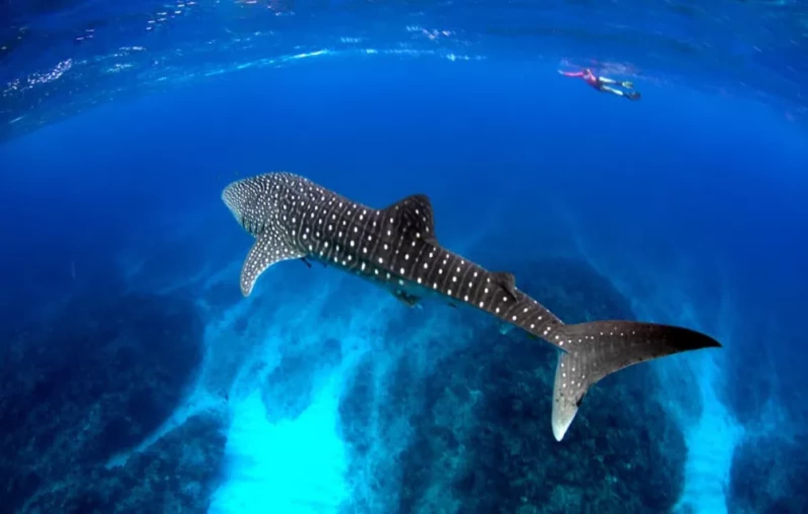 Whale Shark Tour Holbox 2